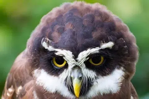 Owl Wallpaper Screenshots