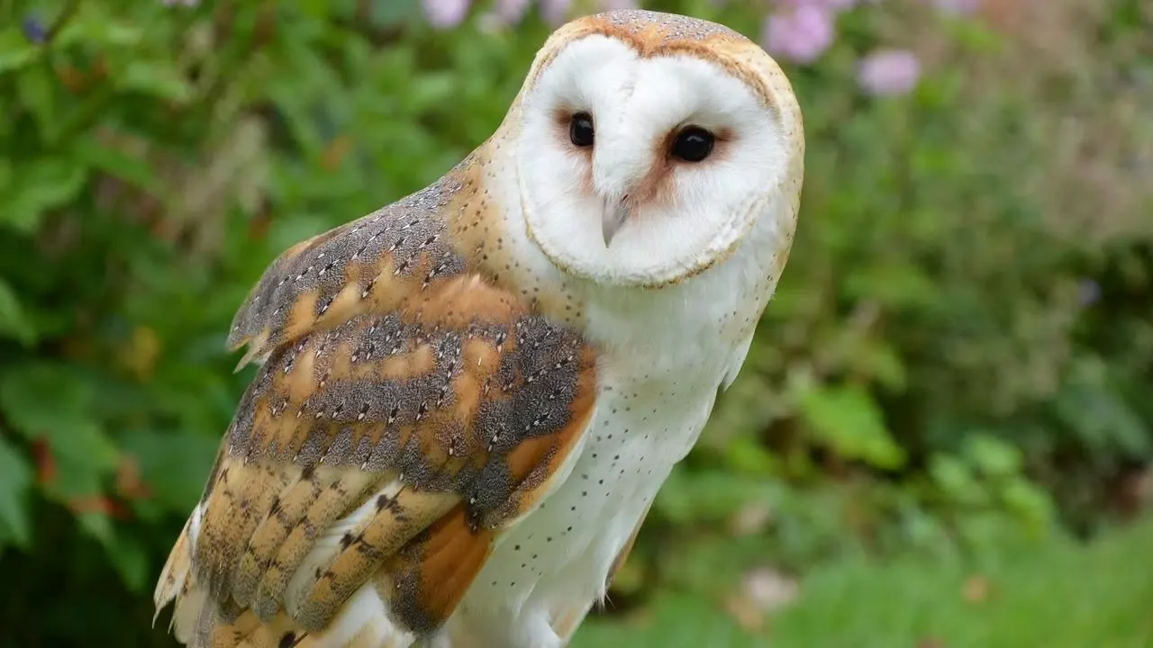 Owl Wallpaper Screenshots