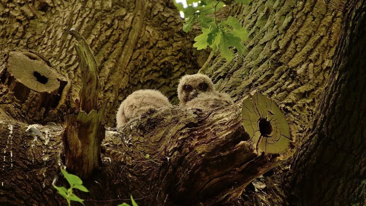 Owl Wallpaper Screenshots