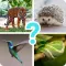 Animals quiz guess mammals zoo