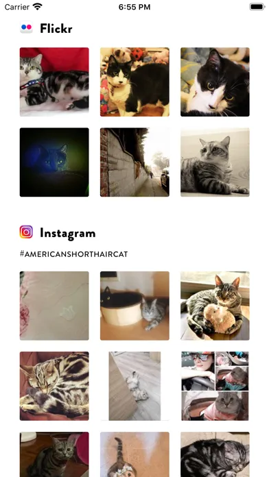 تصاویر Cats Pedia: Breed identifier