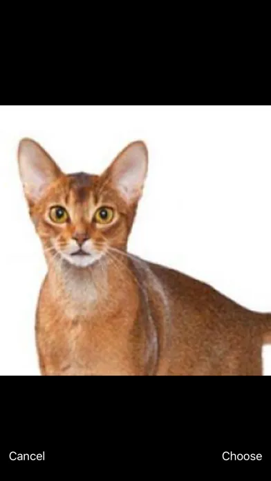 تصاویر Cats Pedia: Breed identifier