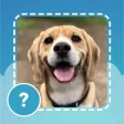 Quiz guess all cute dog breeds