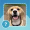 Quiz guess all cute dog breeds