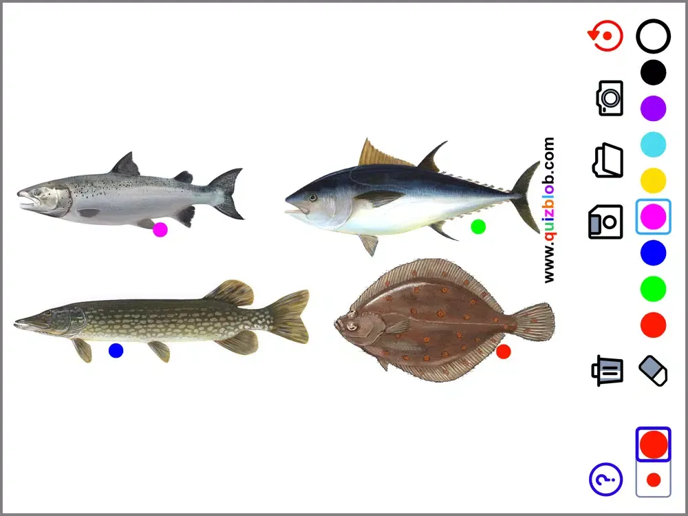 Quiz Blob iPad स्क्रीनशॉट
