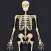 Anatomy Quiz: Science Trivia