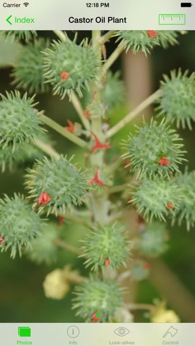تصاویر Environmental Weeds of Sydney