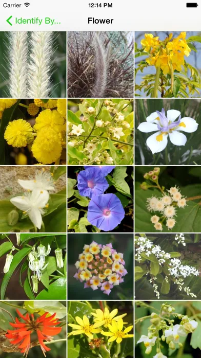 تصاویر Environmental Weeds of Sydney