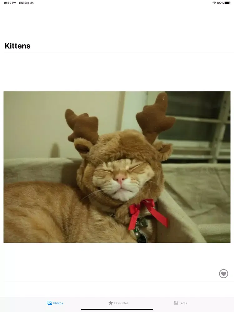 Скриншоты My Cute Kittens iPad 