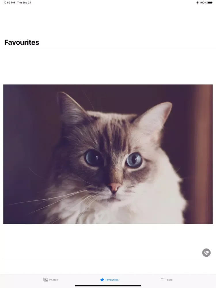 Скриншоты My Cute Kittens iPad 