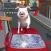 Crazy Piggies 3d Simulator games