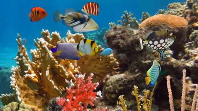 MyReef 3D Aquarium 2 HD স্ক্রিনশট