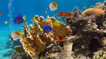 Скриншоты MyReef 3D Aquarium 2 Lite