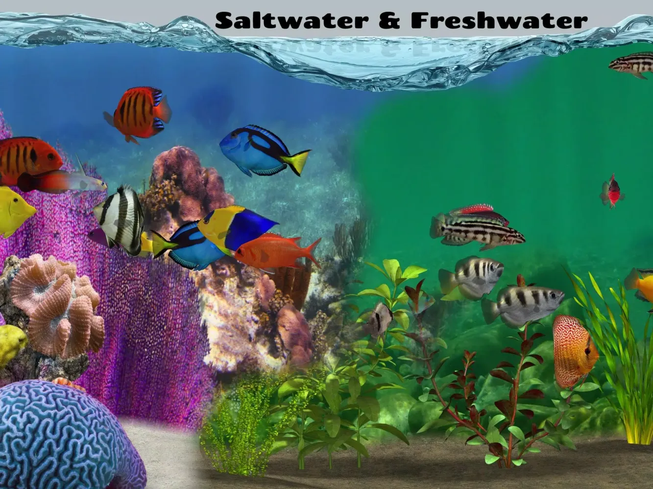 Fish Farm 2应用截图