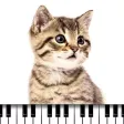 Piano Cat