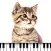 Piano Cat