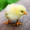 Baby Chick Sounds