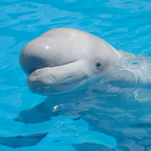 Beluga Whale Sounds