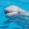 Beluga Whale Sounds