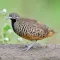 Buttonquail Sounds