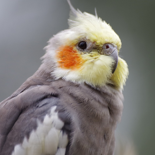 Cockatiel Sounds