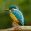 KingFisher Sounds