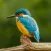 KingFisher Sounds