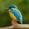 KingFisher Sounds