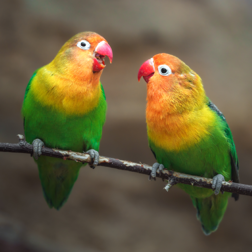 Lovebird Sounds