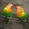 Lovebird Sounds