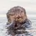 Sea Otter Sounds