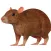 Rat 3D