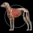 Dog Anatomy: Canine 3D Dog Anatomy: Canine 3D