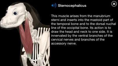 Dog Anatomy: Canine 3D Screenshots