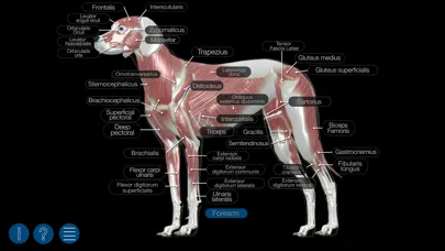 Dog Anatomy: Canine 3D Screenshots
