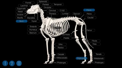 Dog Anatomy: Canine 3D Screenshots