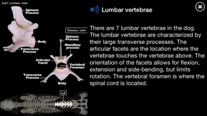 Dog Anatomy: Canine 3D Screenshots