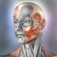 Muscle & Bone Anatomy 3D Muscle & Bone Anatomy 3D