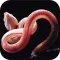 Snakes of India