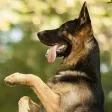 K9 German Shepherds Watch Dogs - Rescue Dogs Prem