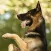 K9 German Shepherds Watch Dogs - Rescue Dogs Prem