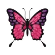 Gorgeous Butterflies