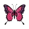 Gorgeous Butterflies