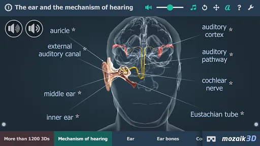 The mechanism of hearing 3D Screenshots