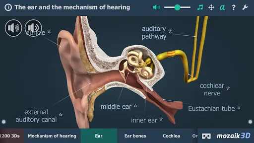 The mechanism of hearing 3D Screenshots