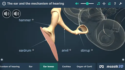 The mechanism of hearing 3D Screenshots