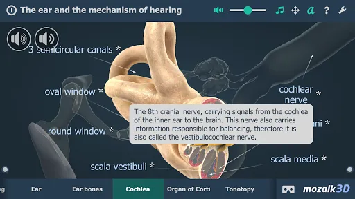 The mechanism of hearing 3D Screenshots