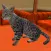 Super Cat 3D