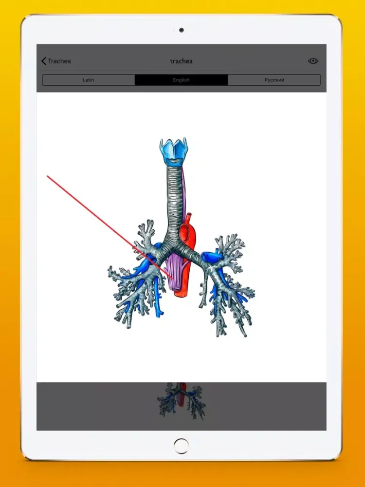 Screenshot di Respiratory system atlas iPad 