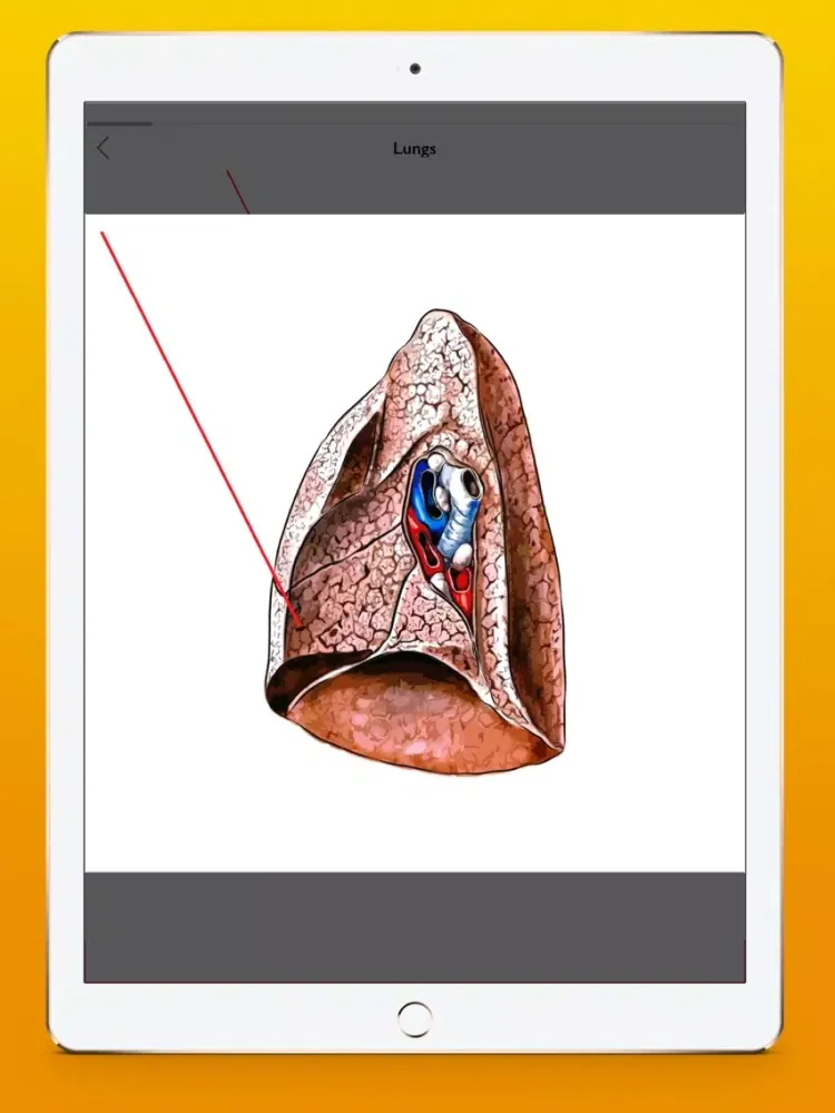 Screenshot di Respiratory system atlas iPad 